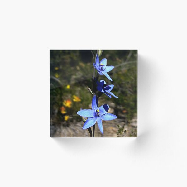 Blue Lady Orchid, Thelymitra crinita Acrylic Block