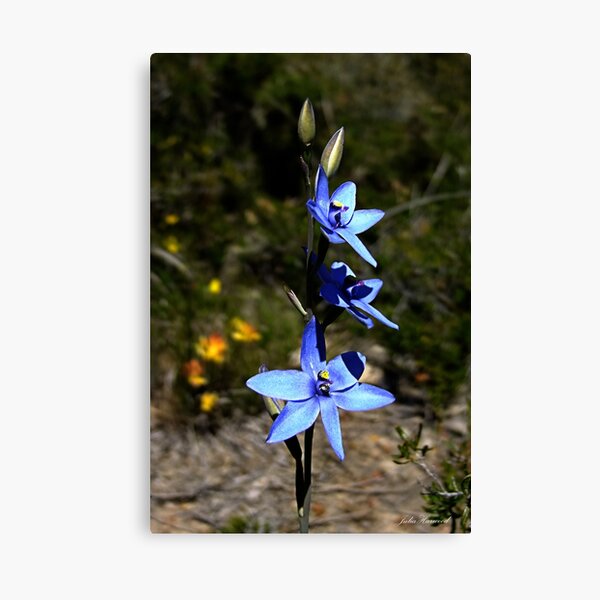Blue Lady Orchid, Thelymitra crinita Canvas Print