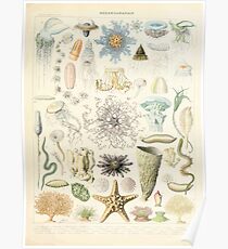 Adolphe Millot ocenaographie Poster