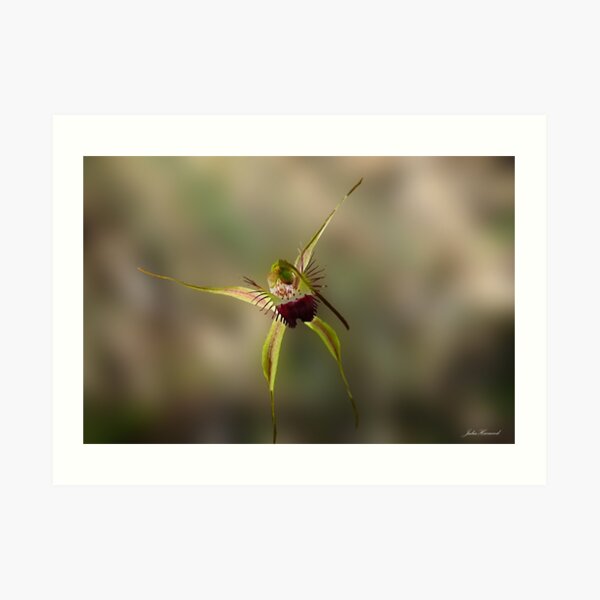 Karri Spider Orchid, Arachnorchis brownii Art Print