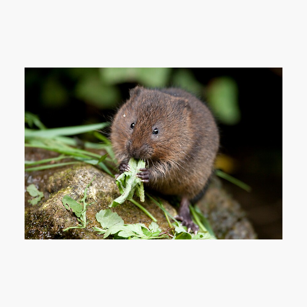 Water vole Photographic Print