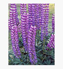 Purple Lupins Photographic Print