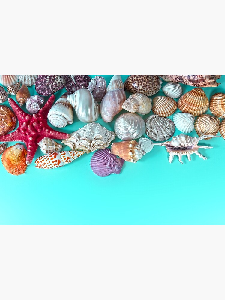 Set of 3 Oceanic Shells, Natural Seashell, Rough Sea Shell, Flower