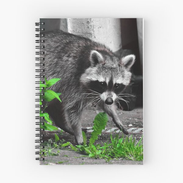 Item preview, Raccoon designed and sold by Glineur.