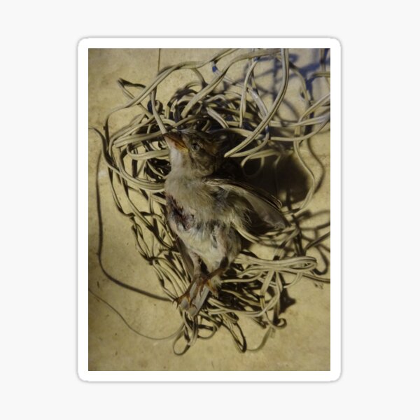 Bird and Cable 1/5 Sticker