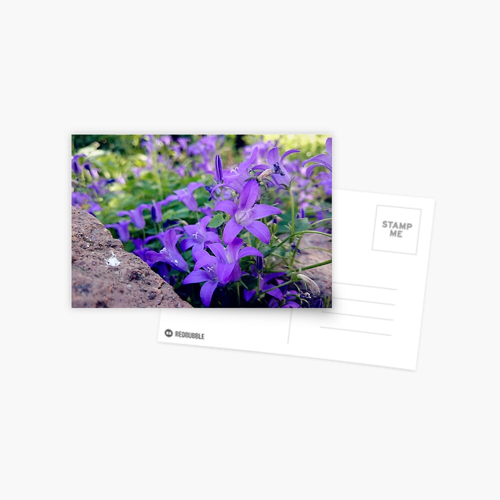Glockenblume Postkarte
