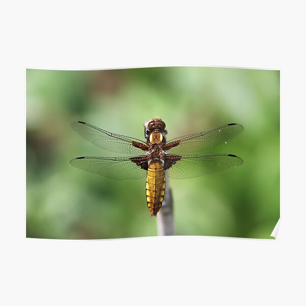 Broad-bodied Chaser 2019 Poster