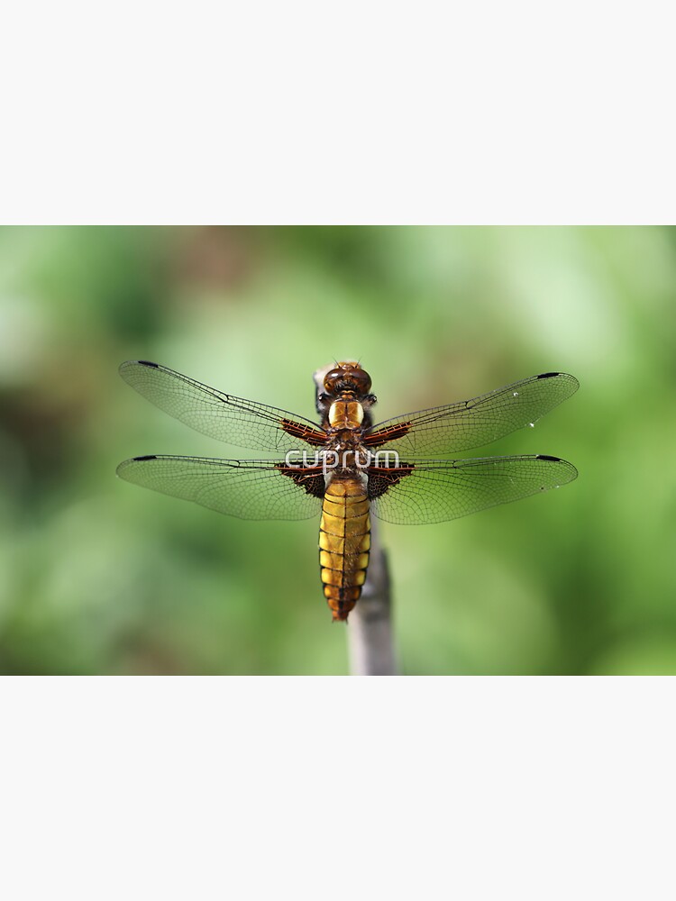Broad-bodied Chaser 2019 by cuprum