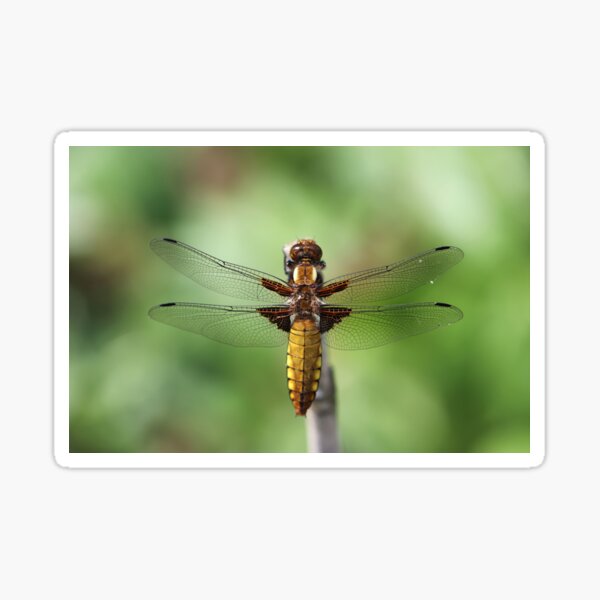 Broad-bodied Chaser 2019 Sticker