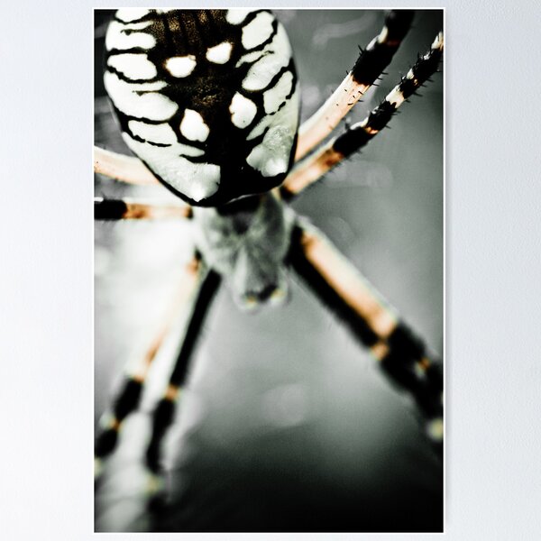 Item preview, Writing Spider #6 designed and sold by Chris Summerville.