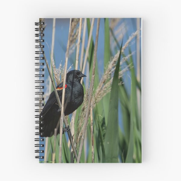 Item preview, Red-Winged Blackbird Among the Reeds designed and sold by Belinda Greb Photography.
