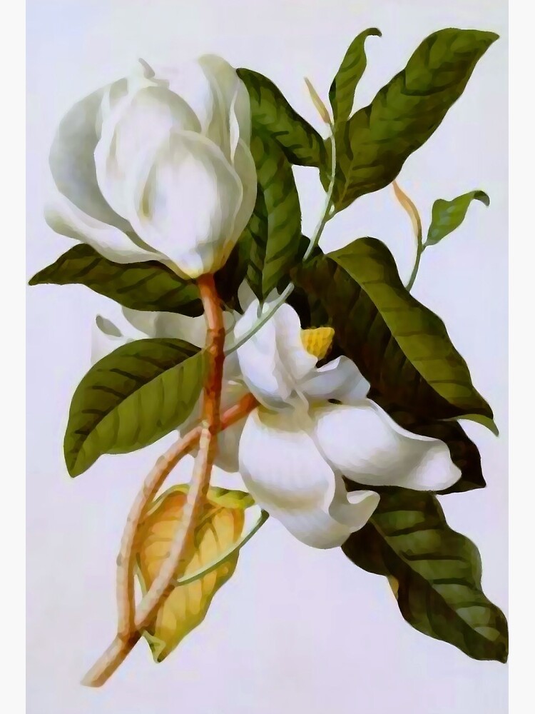 Lámina rígida «Arte botánico vintage de la flor de la magnolia blanca» de  bragova | Redbubble