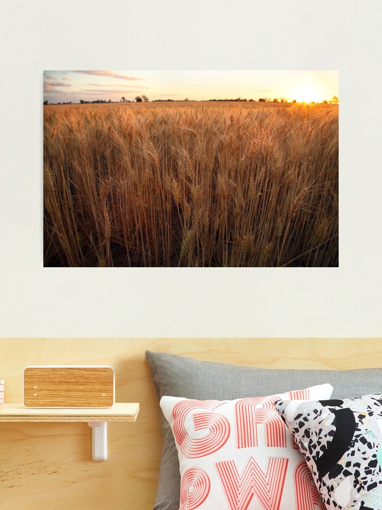 Thumbnail 1 of 3, Photographic Print, Golden Flakes of Wheat, Victoria, Australia designed and sold by Michael Boniwell.