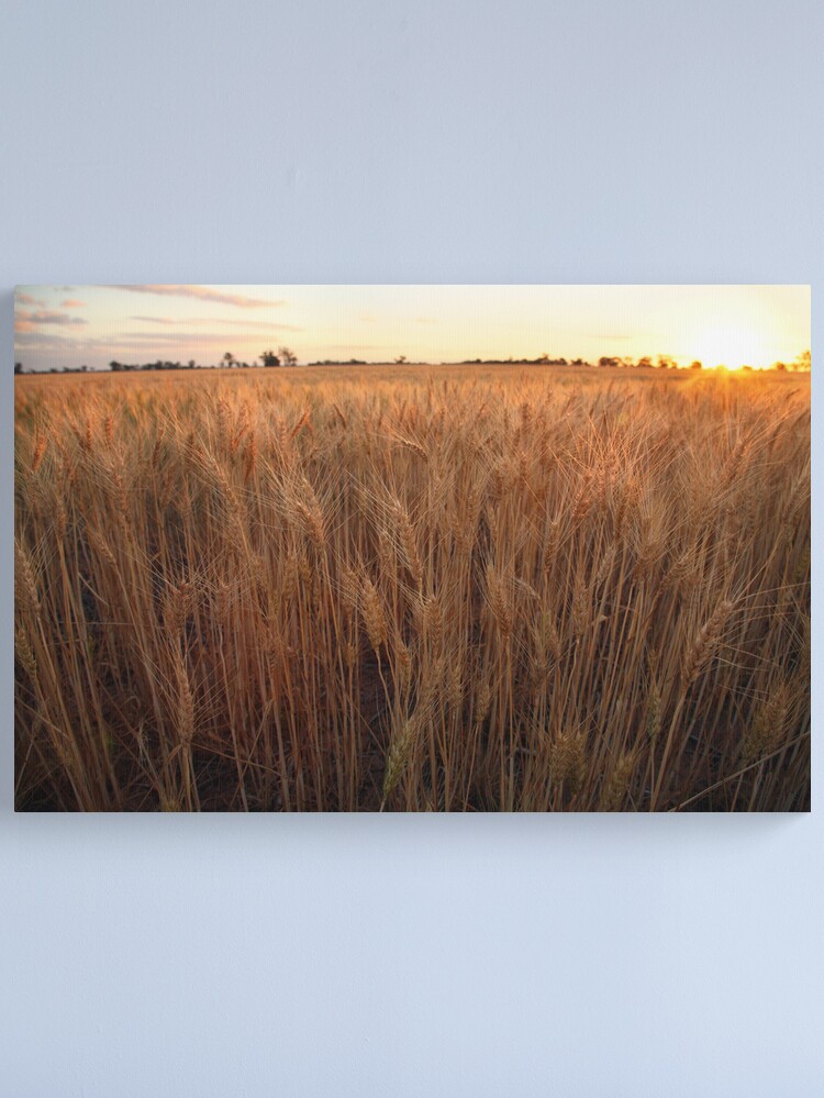 Thumbnail 2 of 3, Canvas Print, Golden Flakes of Wheat, Victoria, Australia designed and sold by Michael Boniwell.