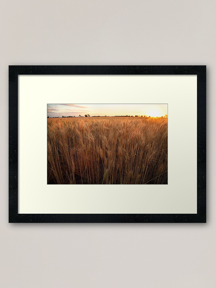 Framed Art Print, Golden Flakes of Wheat, Victoria, Australia designed and sold by Michael Boniwell