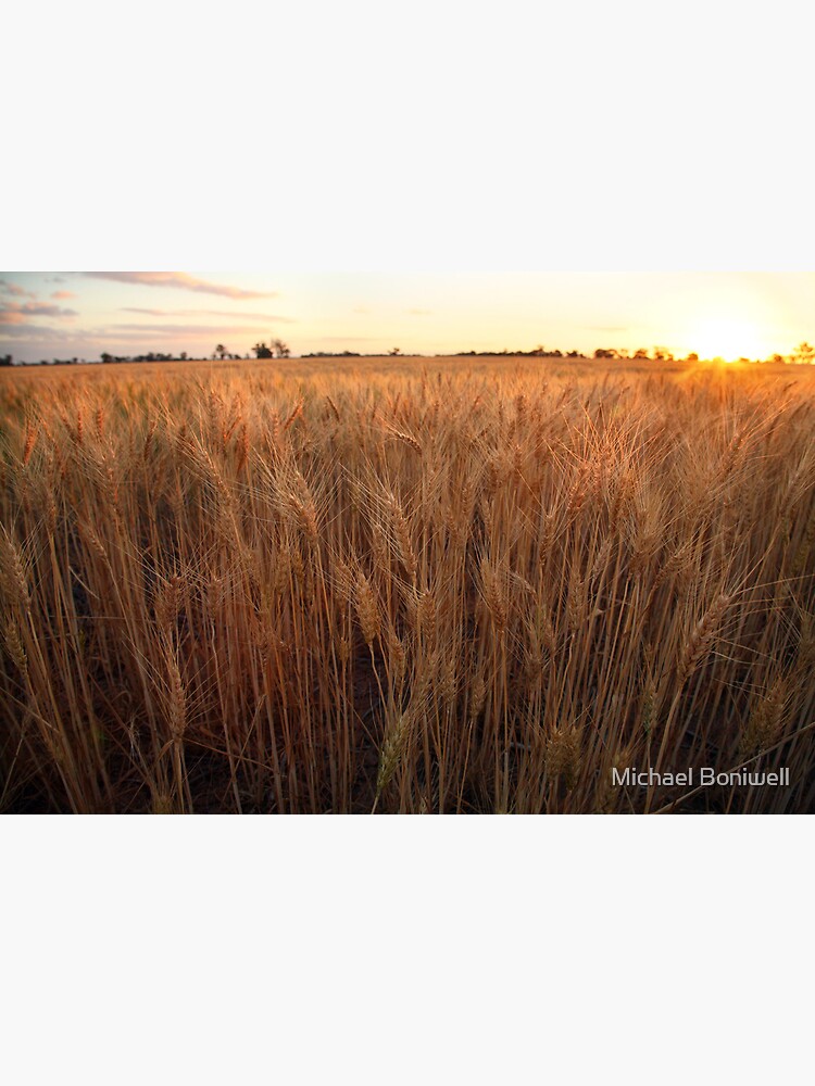 Thumbnail 4 of 4, Metal Print, Golden Flakes of Wheat, Victoria, Australia designed and sold by Michael Boniwell.