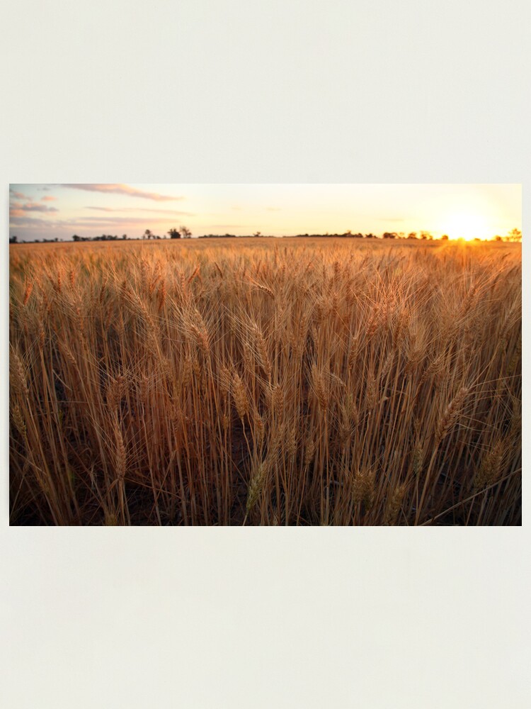Thumbnail 2 of 3, Photographic Print, Golden Flakes of Wheat, Victoria, Australia designed and sold by Michael Boniwell.