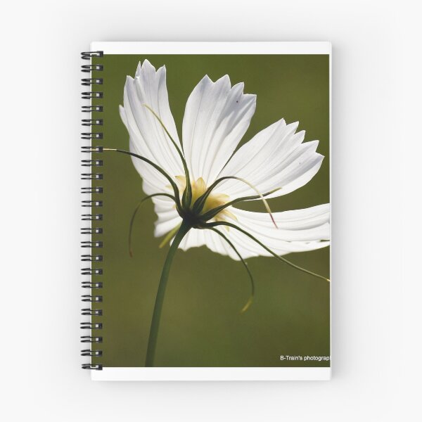 Item preview, White Flower Series designed and sold by Rhona Lawrence.