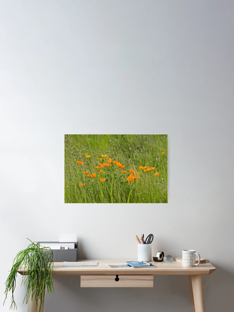 Thumbnail 2 of 3, Poster, Poppies designed and sold by Randall Ingalls.