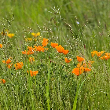 Artwork thumbnail, Poppies by Randall Ingalls