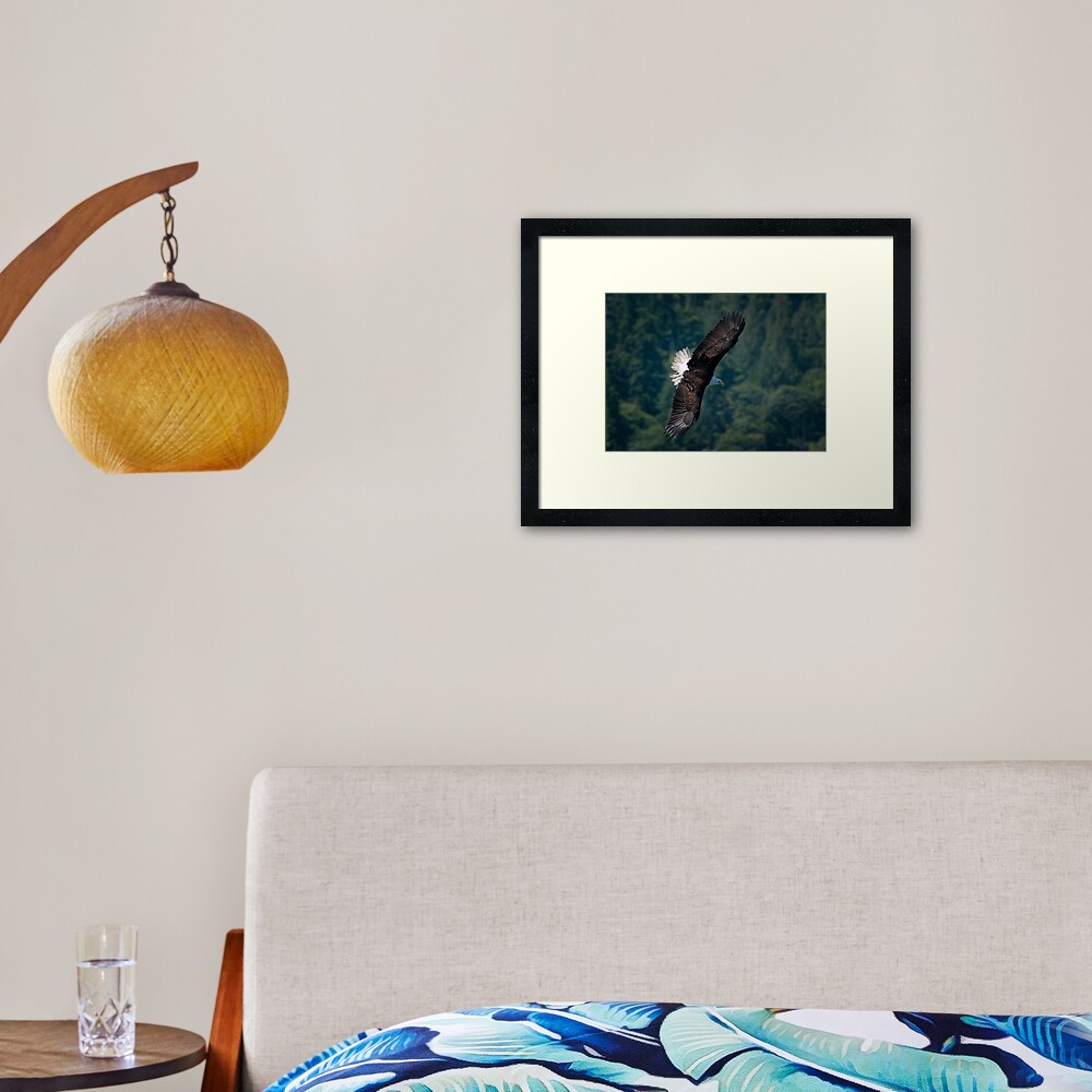 Eagle scouting for prey Framed Art Print
