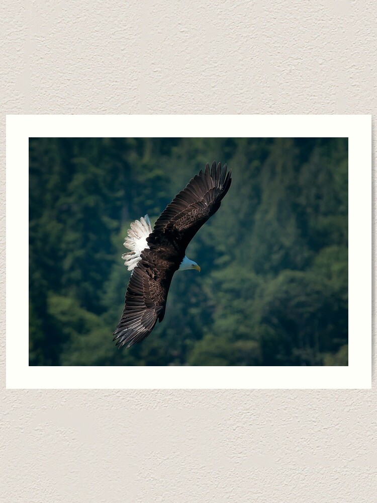 Alternate view of Eagle scouting for prey Art Print
