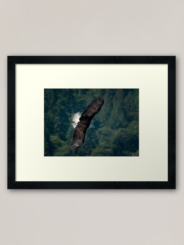 Alternate view of Eagle scouting for prey Framed Art Print