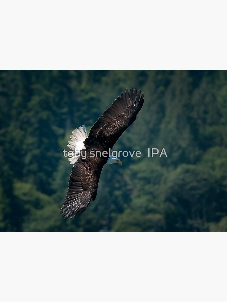 Eagle scouting for prey by tobysnelgrove