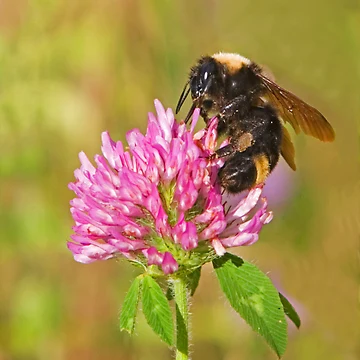 Artwork thumbnail, Bumble Bee by Randall Ingalls