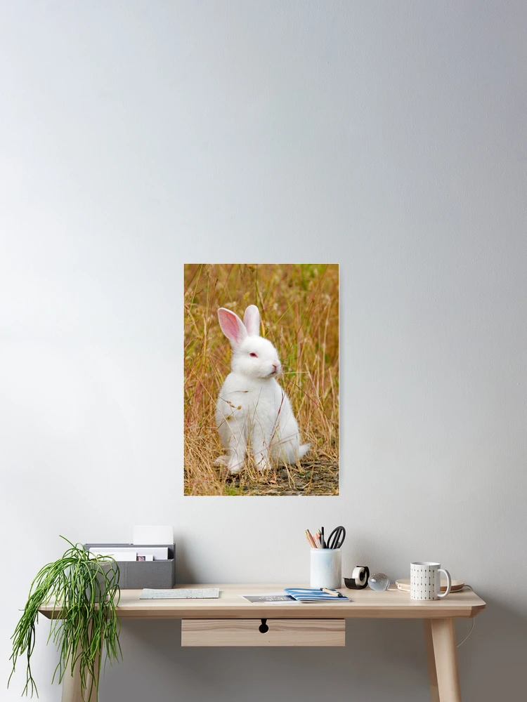 Thumbnail 2 of 3, Poster, Bunny Rabbit designed and sold by Randall Ingalls.