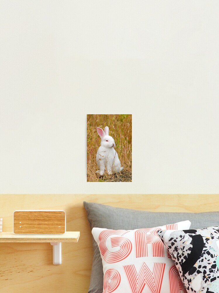 Thumbnail 2 of 3, Photographic Print, Bunny Rabbit designed and sold by Rando.