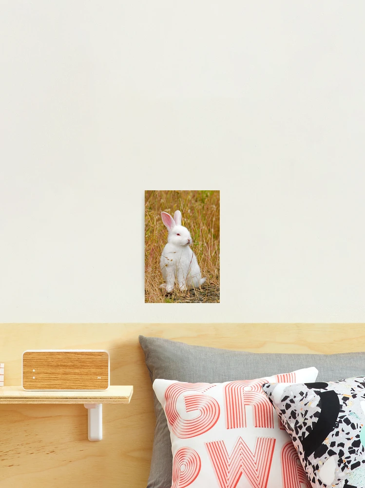 Thumbnail 2 of 3, Photographic Print, Bunny Rabbit designed and sold by Randall Ingalls.