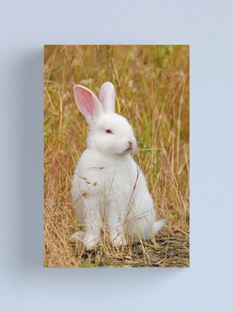 Thumbnail 1 of 3, Canvas Print, Bunny Rabbit designed and sold by Randall Ingalls.