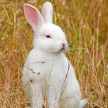 Artwork thumbnail, Bunny Rabbit by Randall Ingalls