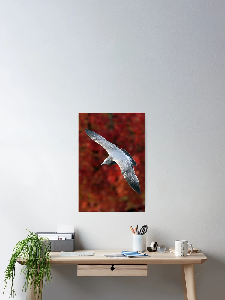 Thumbnail 2 of 3, Poster, Fall Gull designed and sold by Randall Ingalls.