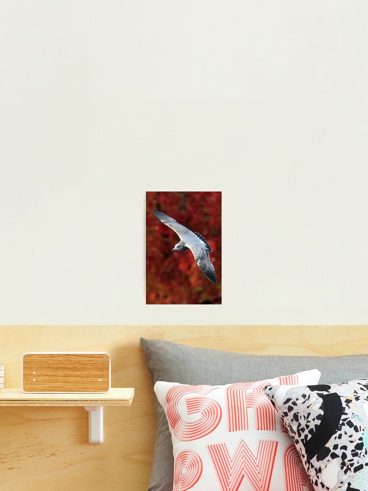 Thumbnail 2 of 3, Photographic Print, Fall Gull designed and sold by Rando.
