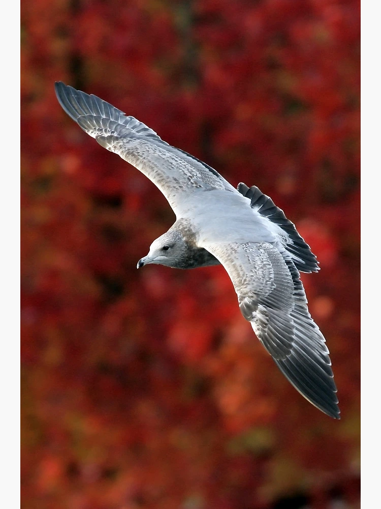 Thumbnail 3 of 3, Poster, Fall Gull designed and sold by Randall Ingalls.