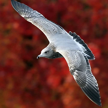 Artwork thumbnail, Fall Gull by Randall Ingalls