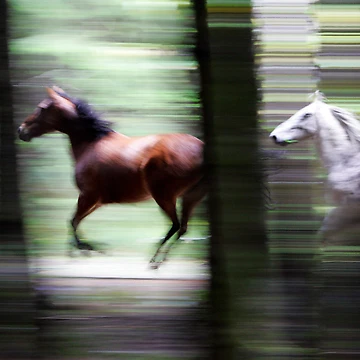 Artwork thumbnail, Forest Run by Randall Ingalls