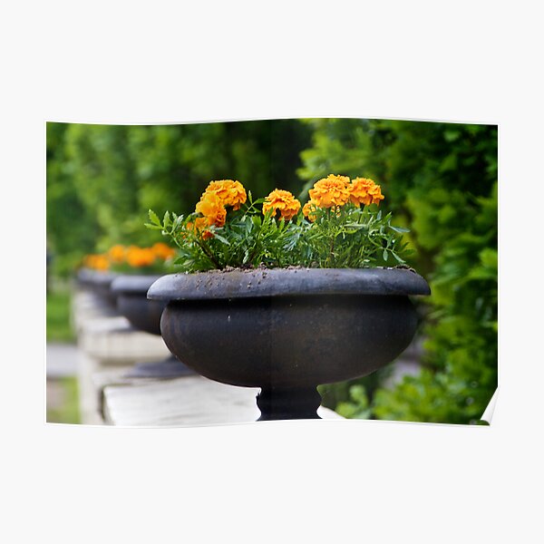Flower Pot on Railing Poster