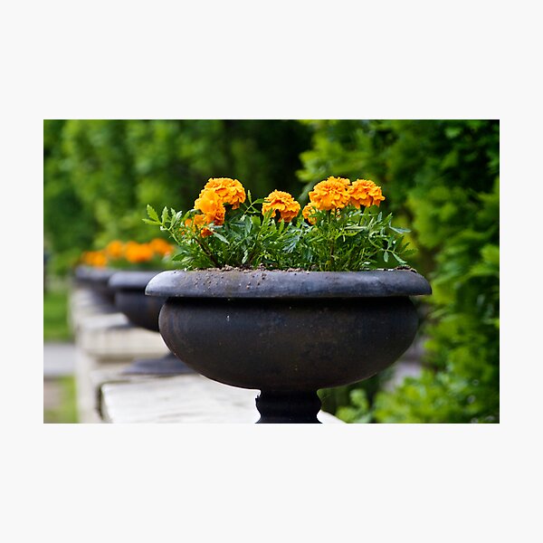 Flower Pot on Railing Photographic Print