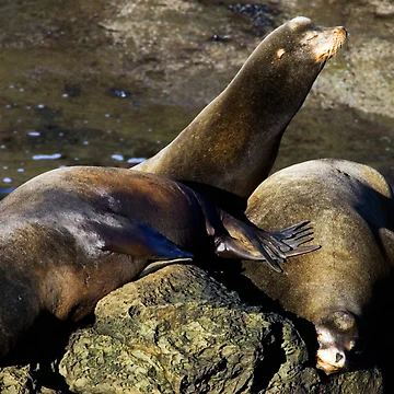 Vorschaubild zum Design Nap Time von Randall Ingalls