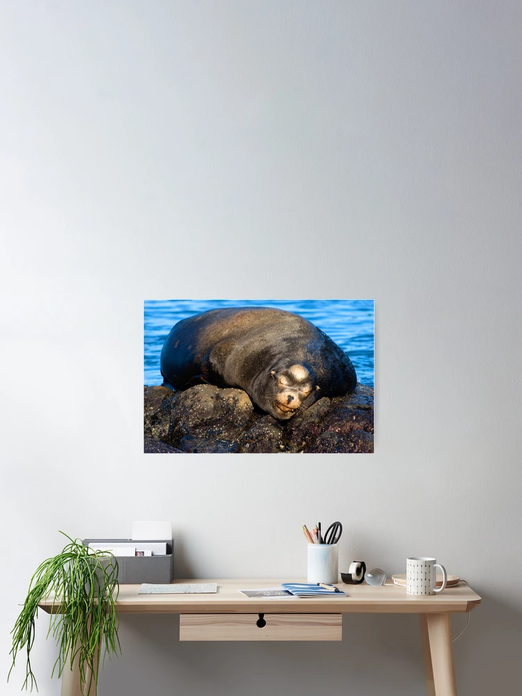Thumbnail 2 von 3, Poster, Snoozing designt und verkauft von Randall Ingalls.