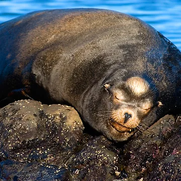 Vorschaubild zum Design Snoozing von Randall Ingalls