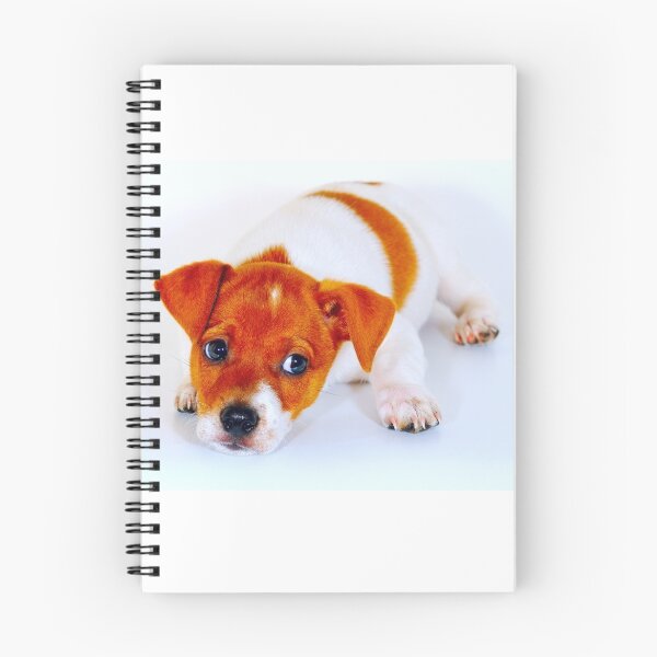 Aperçu de l'œuvre Chiot Chi Hua Hua créée et vendue par Benjamin Gelman.