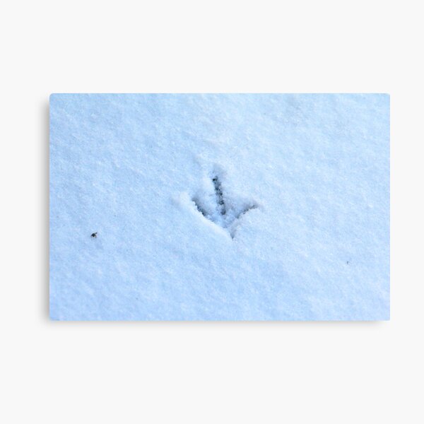 Snow tracks Metal Print