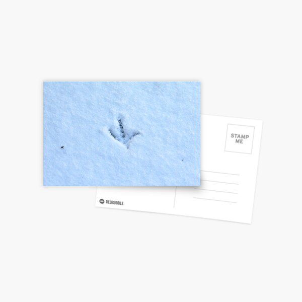 Snow tracks Postcard