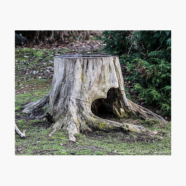Item preview, Heart of A Tree designed and sold by Marie  Cardona.