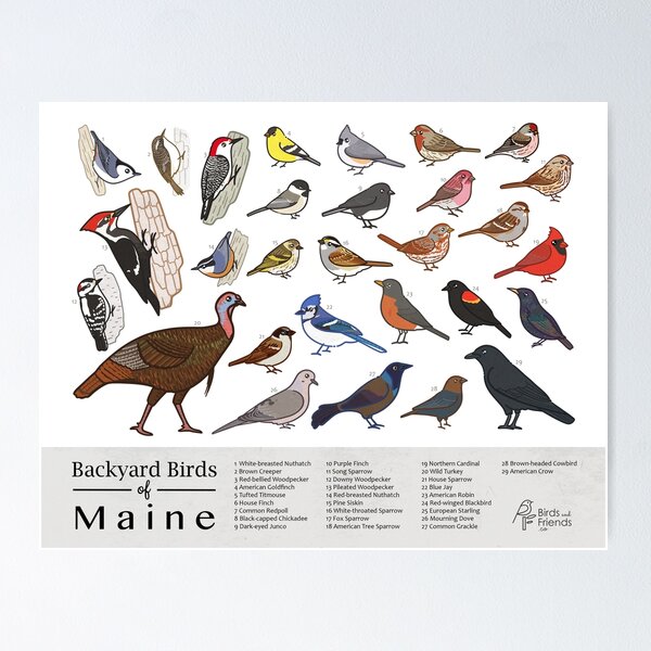 Item preview, Maine - Backyard Birds of Maine Field Guide Print - Bird Art Print - BirdsandFriends.co designed and sold by BirdsandFriends.