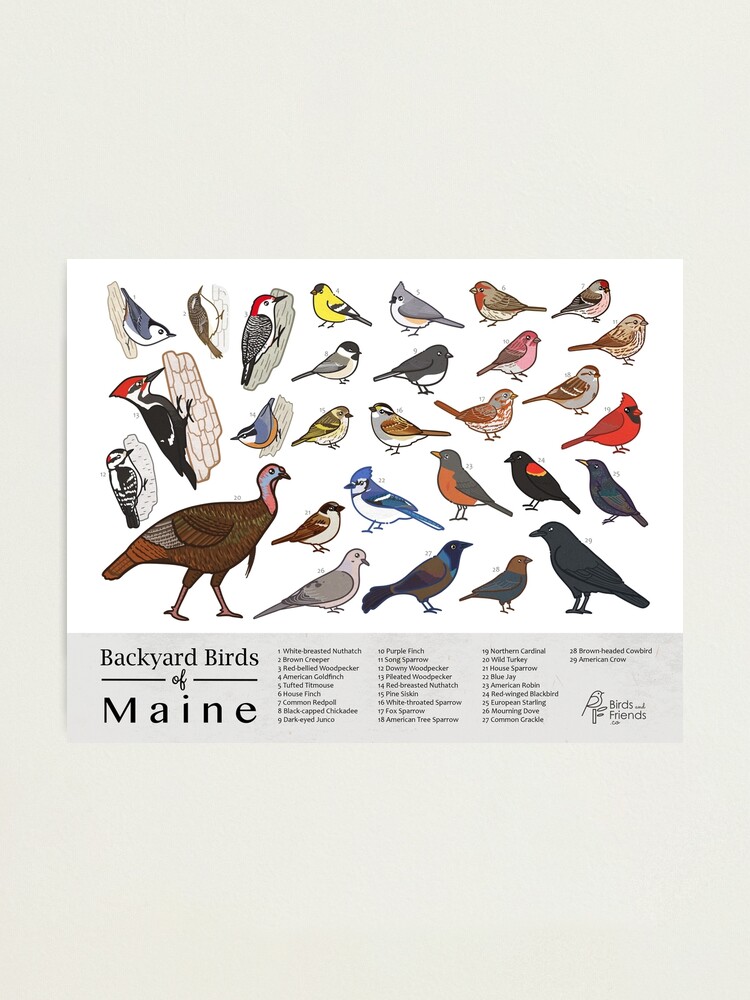 "Maine Backyard Birds of Maine Field Guide Print Bird Art Print